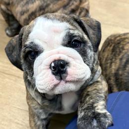 Raine - Red brindle and white female Bulldog puppy in Laurel, Montana from Bull Mountain Bulldogs