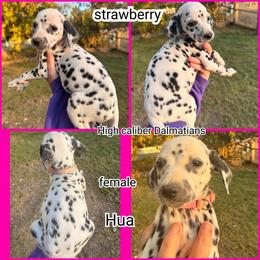 Strawberry - White and black female Dalmatian puppy in Pocatello, Idaho from High Caliber Dalmatians