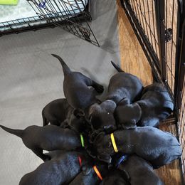 Labrador Retriever Puppies from Steele Caliber Retrievers