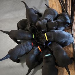 Labrador Retriever Puppies from Steele Caliber Retrievers