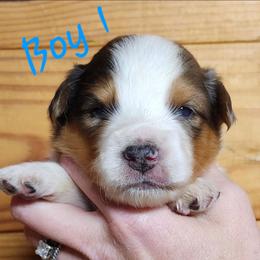 Boy 1 - Blue merle male Miniature Australian Shepherd puppy in Hampton, Tennessee from TC Farms Stock Dogs - Miniature Australian Shepherds