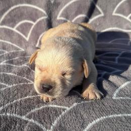 Dolly - Yellow female Labrador Retriever puppy in Garnett, Kansas from Timberland Creek Labradors