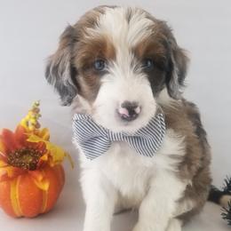 Aussiedoodles, Old English Sheepdogs, Poodles, and Sheepadoodles from Iowa's Doodle Co.