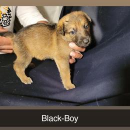 BLACK-Boy - Sable male German Shepherd puppy in Willoughby, Ohio from WolfPackk
