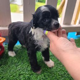 Puppy 2 - Black and white female Chinese Crested puppy in New Castle, Pennsylvania from Long Haul Cresteds & Long Rotts