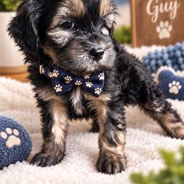 Rolo - Black and white male Shichon puppy in Seymour, Tennessee from Mel’s Teddy Bear Puppies