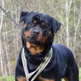 Bryna - Rottweiler