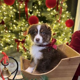 Girl 3 - Red tri-color female Australian Shepherd puppy in San Bernardino, California from Zermeno Ranch
