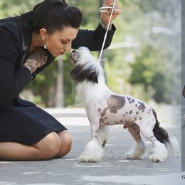 Gianni - Chinese Crested
