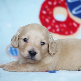 Strudel - Cream female Dachshund puppy in Cottage Grove, Oregon from Hidden Hills Dalmatians
