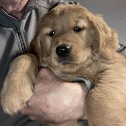Domino - Golden Golden Retriever puppy in Sacramento Area, California from Gold Country Golden Retrievers