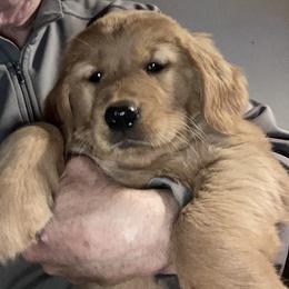 Domino - Golden Golden Retriever puppy in Sacramento Area, California from Gold Country Golden Retrievers