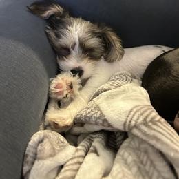Yorkipoo Puppies from Bayless Yorkiepoos