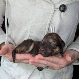 White Girl - Brown female Whoodle puppy in Kalispell, Montana from Countryman Whoodles