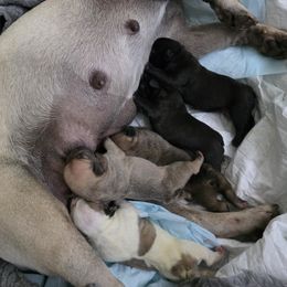 French Bulldog Puppies from Luna's little pumpkins