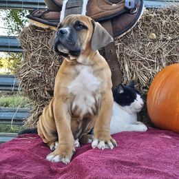 Top choice male. Solid Protector and bloodline - Piebald male Boerboel puppy in Mansfield, Texas from Dynasty Blue Ridge Boerboel