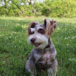 Oliver - Miniature Schnauzer