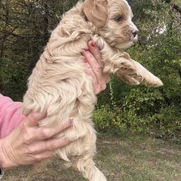 Mandolin - Yellow and white female Bernedoodle puppy in Pittsburg, Illinois from Doodles on Rock Creek
