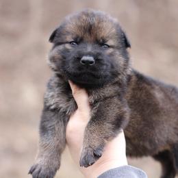 5th choice male - Sable male German Shepherd puppy in Lucasville, Ohio from Trusting Hearts Kennel
