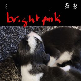 Girl 2 - female Border Collie puppy in Aberdeen, Washington from Misty Mountain Border Collies