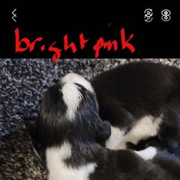 Girl 2 - female Border Collie puppy in Aberdeen, Washington from Misty Mountain Border Collies
