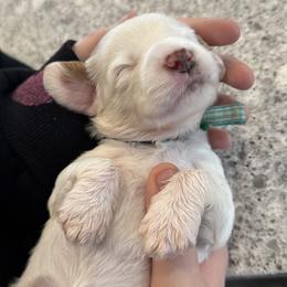 HopScotch - Cream male Goldendoodle puppy in Gilbert, Arizona from DogHouse Doodles