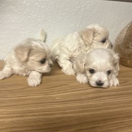 Goldendoodle, Maltese, and Yorkshire Terrier Puppies from Puppies by Angie