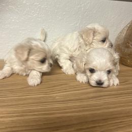 Goldendoodle, Maltese, and Yorkshire Terrier Puppies from Puppies by Angie