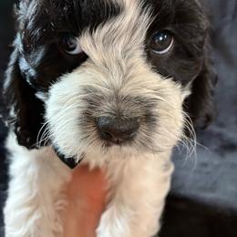 Toad - Black and white male Cockapoo puppy in Adrian, Oregon from ApplebyFarm