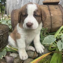 Quake - Brown and white male Saint Berdoodle puppy in Traverse City, Michigan from Bare Paws Saint Berdoodles