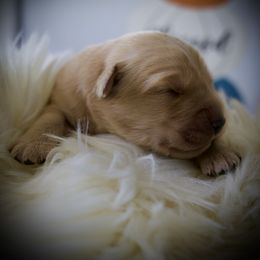 Last pick - Golden female Golden Retriever puppy in Mc Arthur, California from California Golden Love