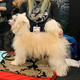 Garik - Chinese Crested
