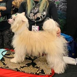 Garik - Chinese Crested