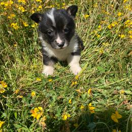 Boy 1 - Black and tan male Pembroke Welsh Corgi puppy in Aberdeen, Washington from Coastal country Farms