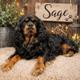 Sage