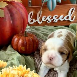 Nellie - Blenheim female Cavalier King Charles Spaniel puppy in Hemphill, Texas from Toledo Bend Cavaliers