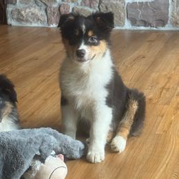Licorice- btm5 - Black tri-color male Australian Shepherd puppy in Chehalis, Washington from Wandering Acres Ranch