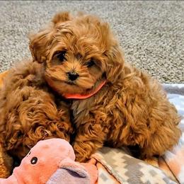 Bell - Red female Cavapoo puppy in Blackfoot, Idaho from Rocky Desert Goldens and Cavaliers