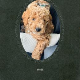 Cavapoo, Cockapoo, Goldendoodle, and Maltipoo Puppies from Perdue Puppies