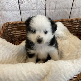 Toy Australian Shepherd Puppies from Canaan Mountain Aussies