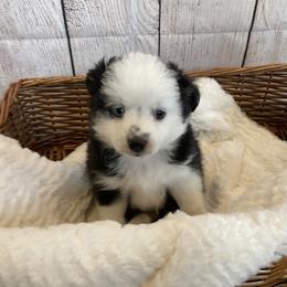 Toy Australian Shepherd Puppies from Canaan Mountain Aussies