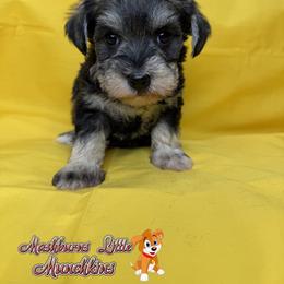 CHARLIE GIRL - Wheaten female Miniature Schnauzer puppy in Pisgah, Alabama from Mashburns Little Munchkins