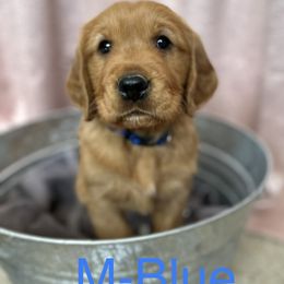 Golden Retriever puppies from Blue Creek Retrievers