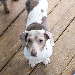 Leroy - Dachshund