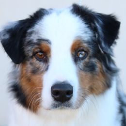 Sage - Australian Shepherd
