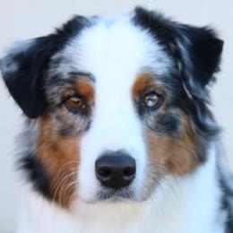 Sage - Australian Shepherd