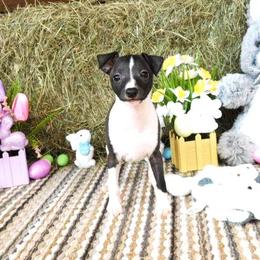 Irry Female 3 - Black female Italian Greyhound puppy in Sparta Tn And Caryville Fl, Tennessee from Summerwind Kennel