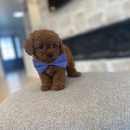Bernedoodle, Cavapoo, Havanese, and Havapoo Puppies from Lady Paws Puppies - Cassie