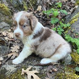 Kristoff - Red merle male Australian Shepherd puppy in Grants Pass, Oregon from Carmel Mountain Aussies