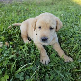 Boy 2 - Yellow male Labrador Retriever puppy in Avon, Minnesota from Labs on Sand kennel